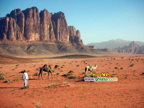 بحث-عن-سيناء