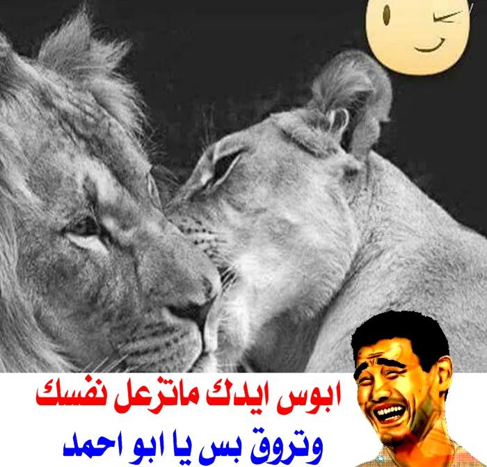 نكت جامدة اساحبي 2018