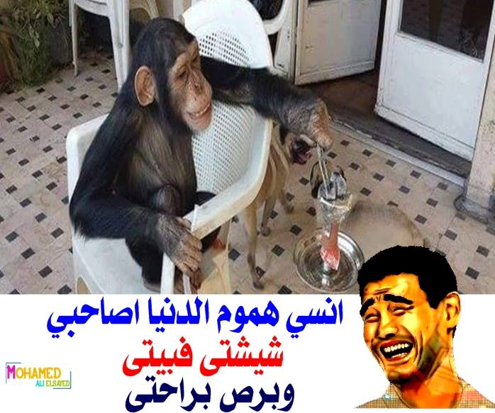 صور نكت مصرية جديدة