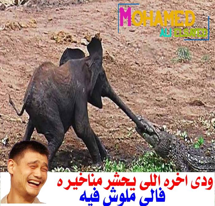 نكت مصرية مضحكة 2018