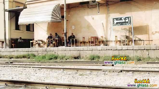 تعرف على أصل عبارة الادكاوية فلقو القرد ادكو